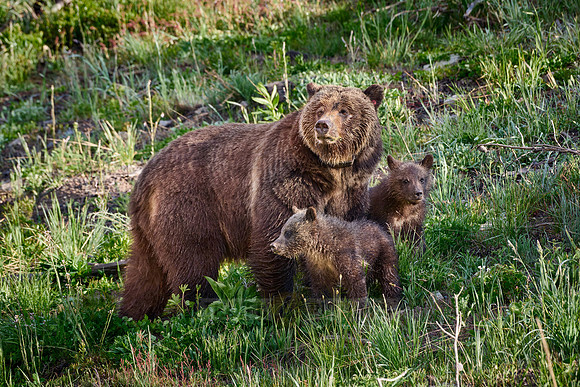 Grizzly bear sow with cubs, Yellowstone National Park