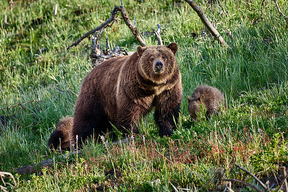 Grizzly bear sow with cubs, Yellowstone National Park