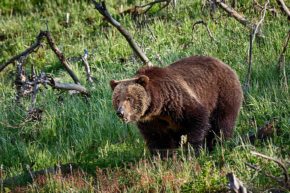 Grizzly bear, Yellowstone National Park
