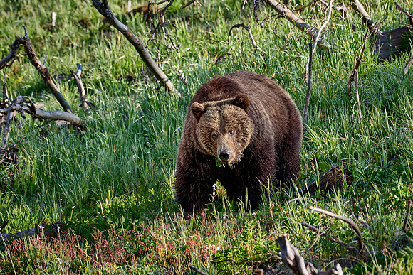 Grizzly bear, Yellowstone National Park