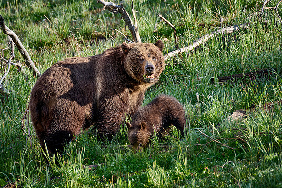 Grizzly bear sow with cubs, Yellowstone National Park