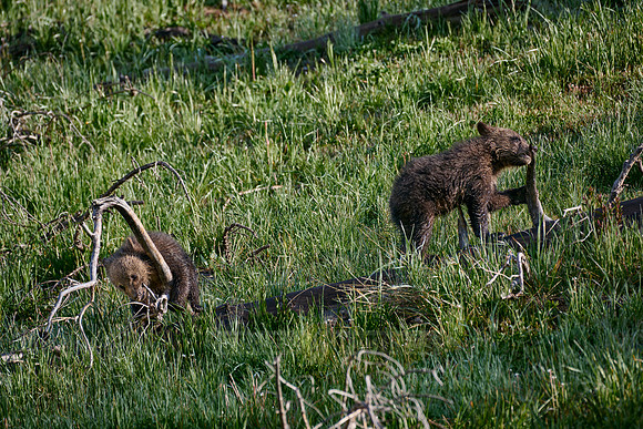 Grizzly bear cubs, Yellowstone National Park