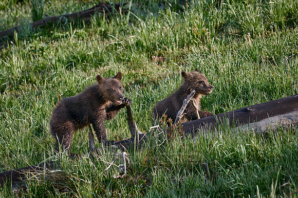 Grizzly bear cubs, Yellowstone National Park