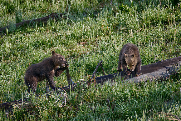 Grizzly bear cubs, Yellowstone National Park