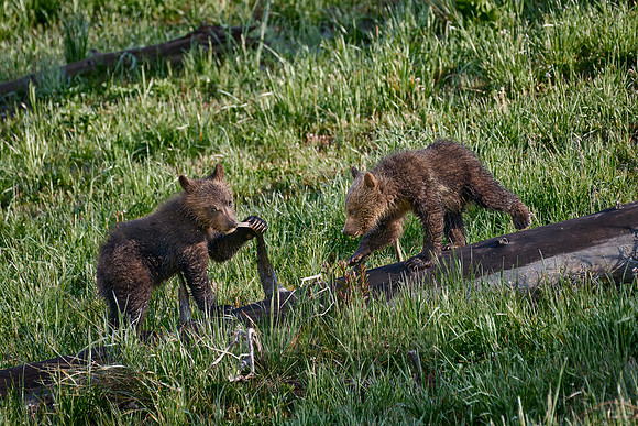 Grizzly bear cubs, Yellowstone National Park