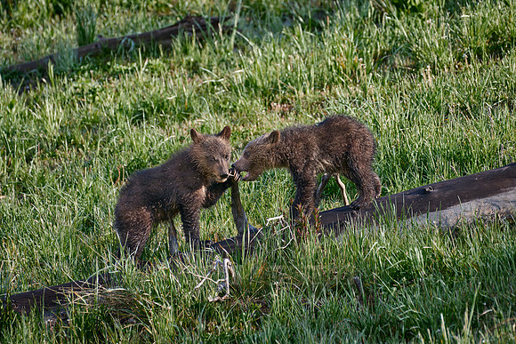 Grizzly bear cubs, Yellowstone National Park