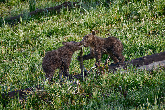 Grizzly bear cubs, Yellowstone National Park