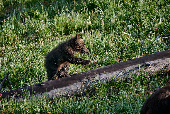 Grizzly bear cubs, Yellowstone National Park