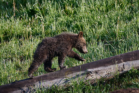 Grizzly bear cubs, Yellowstone National Park