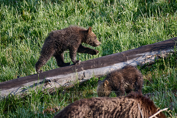 Grizzly bear cubs, Yellowstone National Park