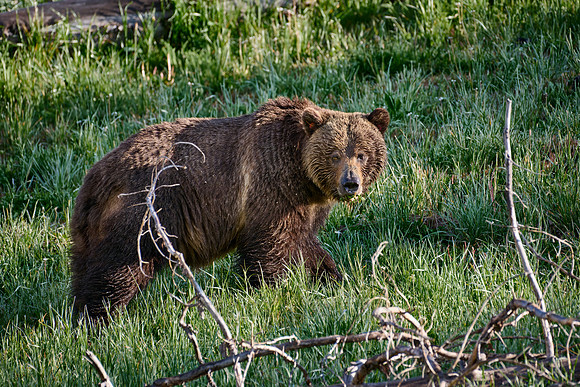 Grizzly bear, Yellowstone National Park