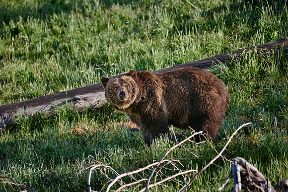 Grizzly bear, Yellowstone National Park