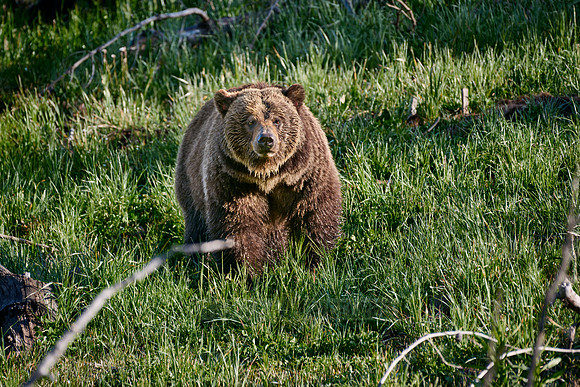 Grizzly bear, Yellowstone National Park