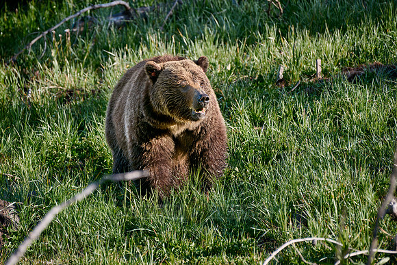 Grizzly bear, Yellowstone National Park