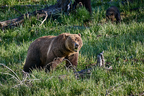 Grizzly bear, Yellowstone National Park