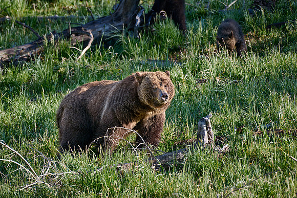 Grizzly bear, Yellowstone National Park