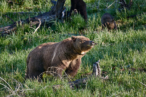 Grizzly bear, Yellowstone National Park