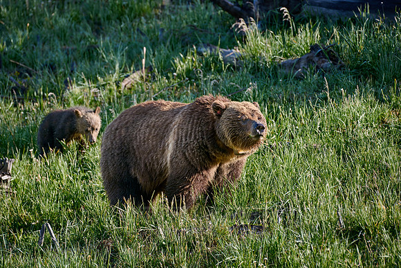 Grizzly bear sow with cubs, Yellowstone National Park