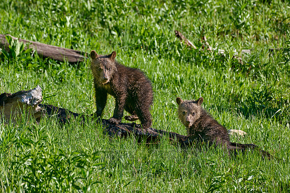 Grizzly bear cubs, Yellowstone National Park