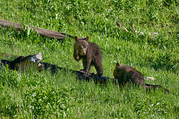 Grizzly bear cubs, Yellowstone National Park