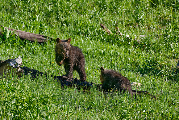 Grizzly bear cubs, Yellowstone National Park