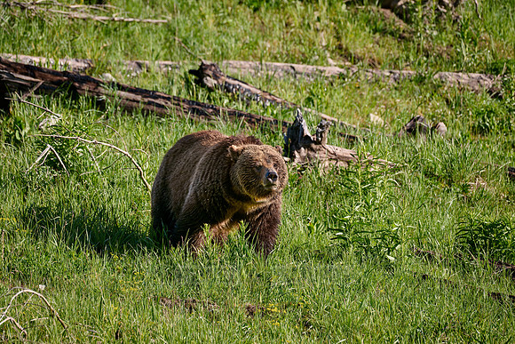 Grizzly bear, Yellowstone National Park