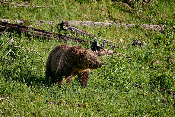 Grizzly bear, Yellowstone National Park