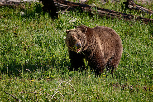 Grizzly bear, Yellowstone National Park