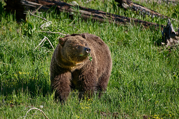 Grizzly bear, Yellowstone National Park