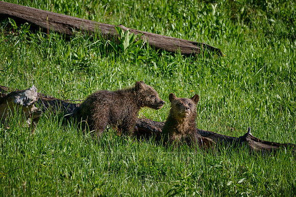 Grizzly bear cubs, Yellowstone National Park