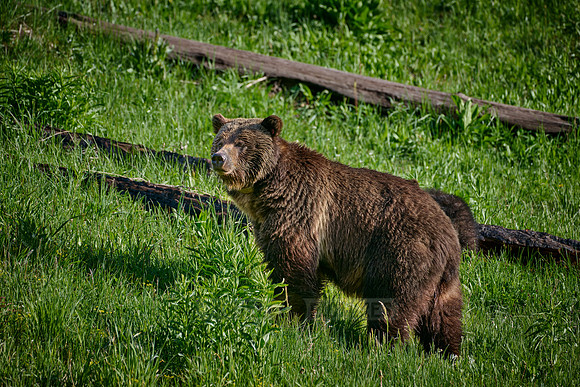 Grizzly bear, Yellowstone National Park