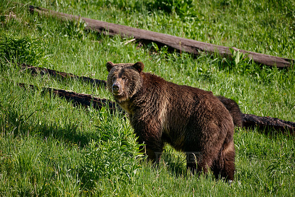 Grizzly bear, Yellowstone National Park