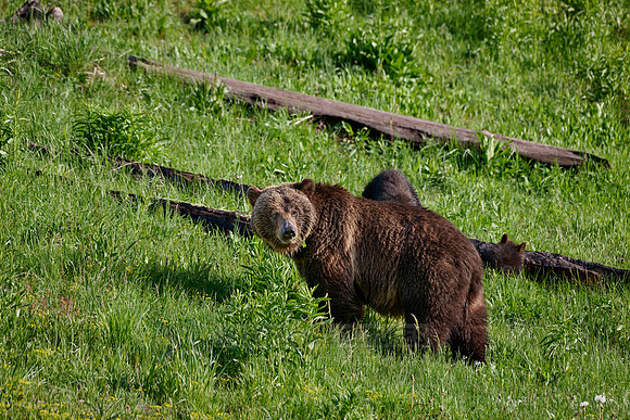 Grizzly bear, Yellowstone National Park