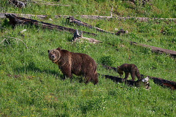 Grizzly bear sow with cubs, Yellowstone National Park