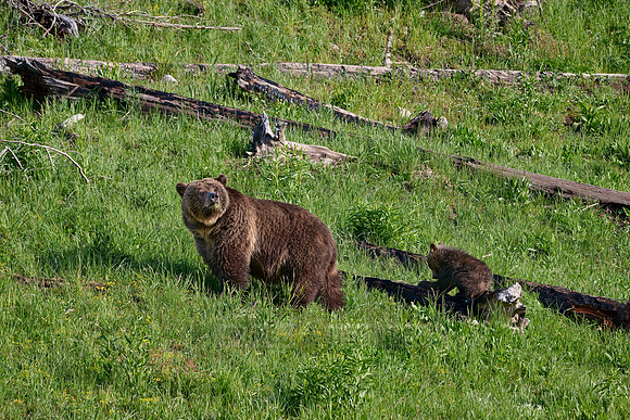 Grizzly bear sow with cubs, Yellowstone National Park