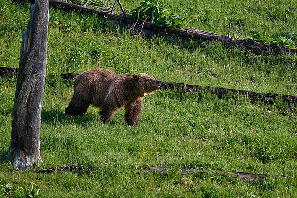 Grizzly bear, Yellowstone National Park