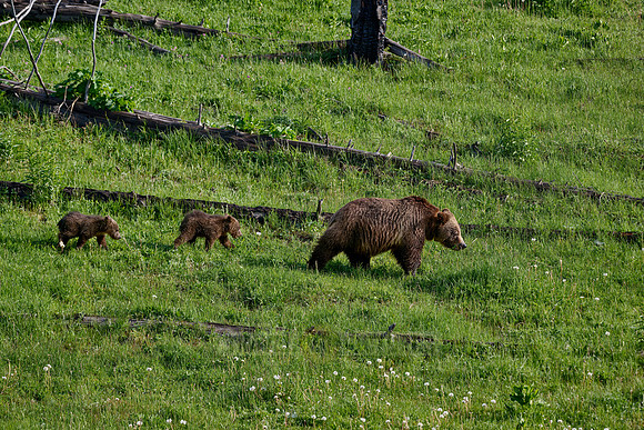 Grizzly bear sow with cubs, Yellowstone National Park
