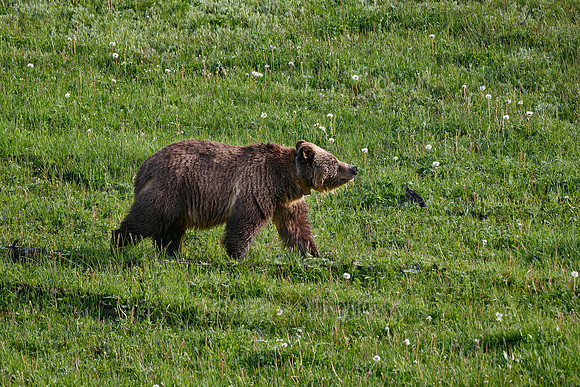 Grizzly bear, Yellowstone National Park