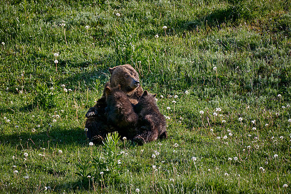 Grizzly bear sow nursing her cubs