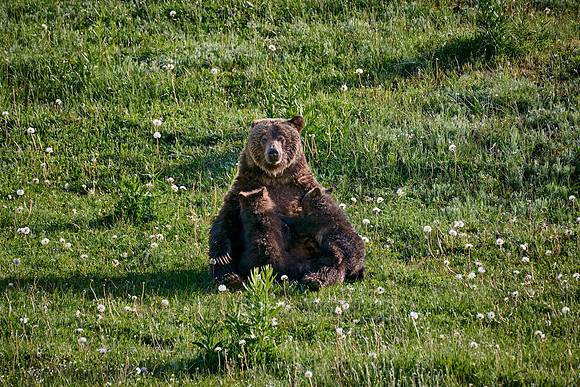 Grizzly bear sow nursing her cubs