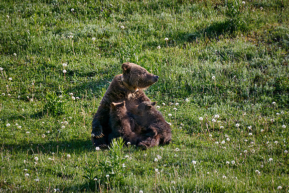 Grizzly bear sow nursing her cubs