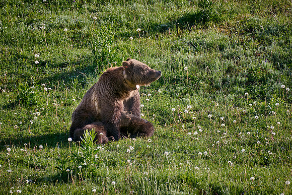 Grizzly bear sow nursing her cubs