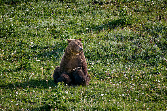 Grizzly bear sow nursing her cubs