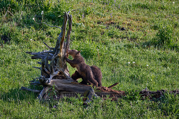 Grizzly bear cubs, Yellowstone National Park