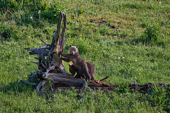 Grizzly bear cubs, Yellowstone National Park