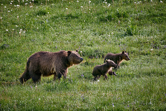 Grizzly bear sow with cubs, Yellowstone National Park