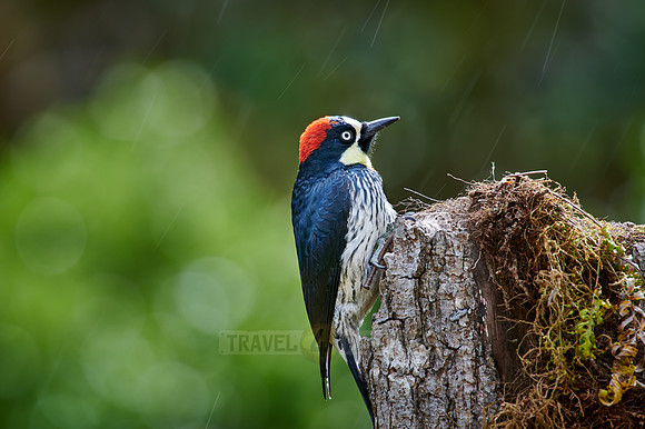 acorn woodpecker (Melanerpes formicivorus)