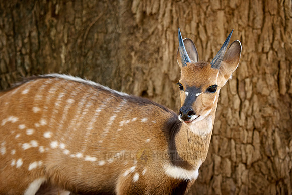 Sambia-Schirrantilope (Tragelaphus ornatus).  |Zambia bushbuck (Tragelaphus ornatus)|