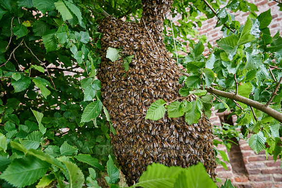 swarmed bee colony