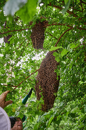 Beekeeper with swarmed bee colony
